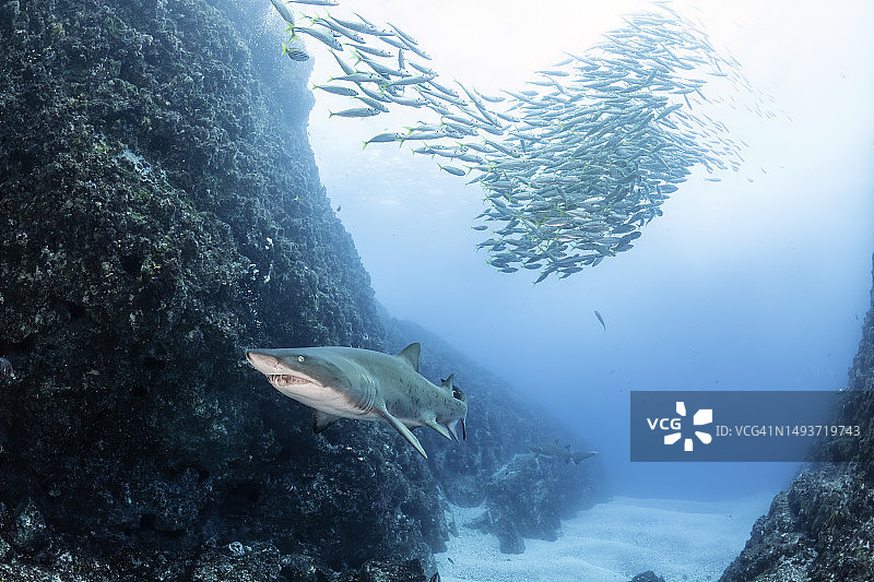 护士鲨与一大群诱饵鱼图片素材