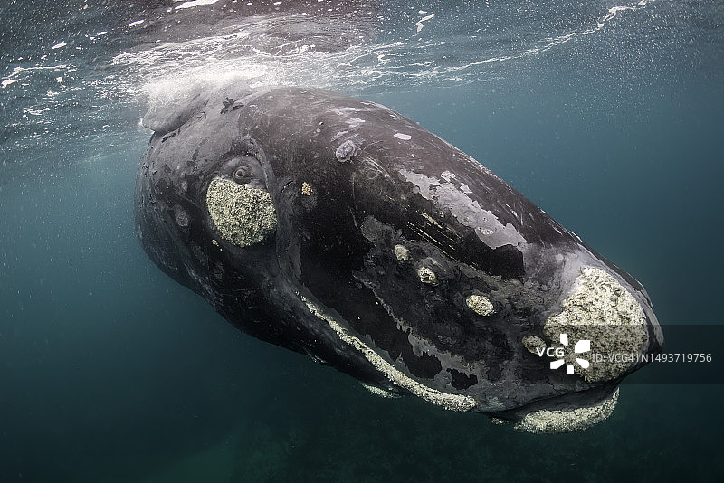 南方露脊鲸看着镜头图片素材
