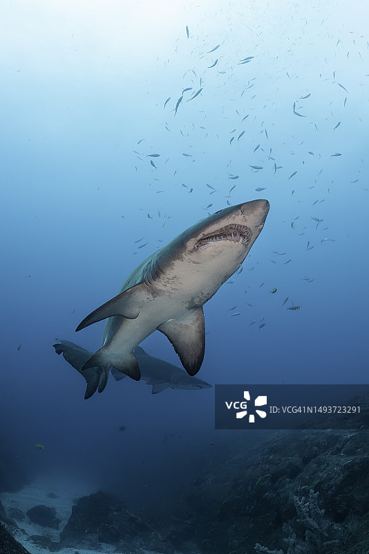 正在游泳的灰色护士鲨，位于澳大利亚新南威尔士州鱼岩洞图片素材