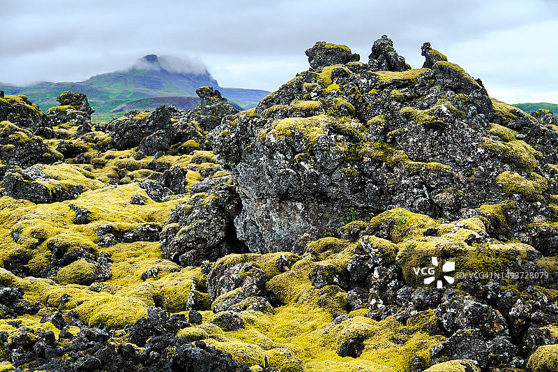 黑色火山岩上的绿色苔藓，冰岛图片素材