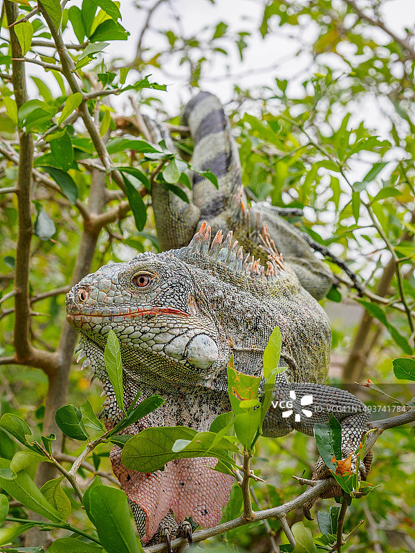 库拉索Lagun海滩的绿鬣蜥图片素材