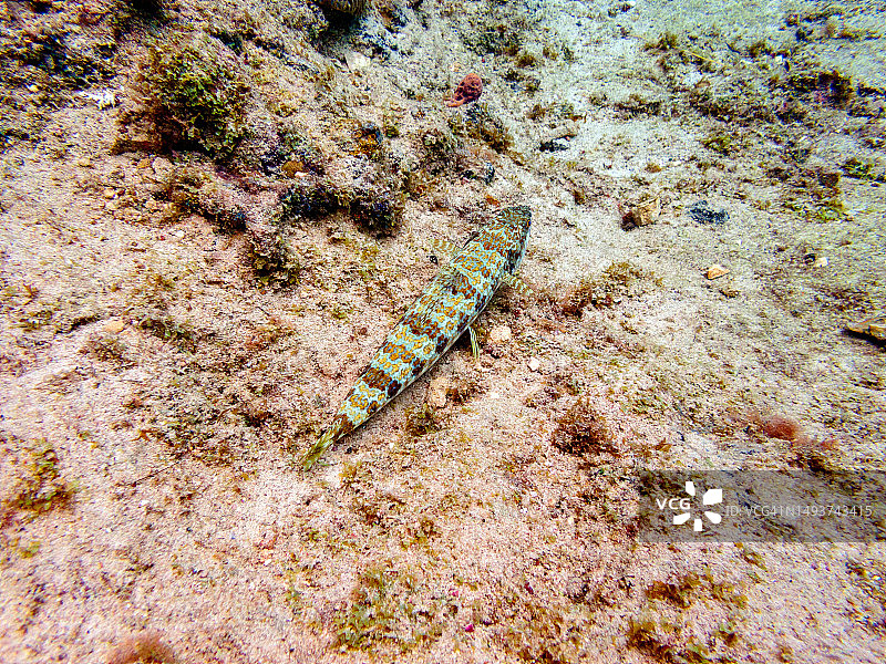 库拉索岛的狗母鱼图片素材