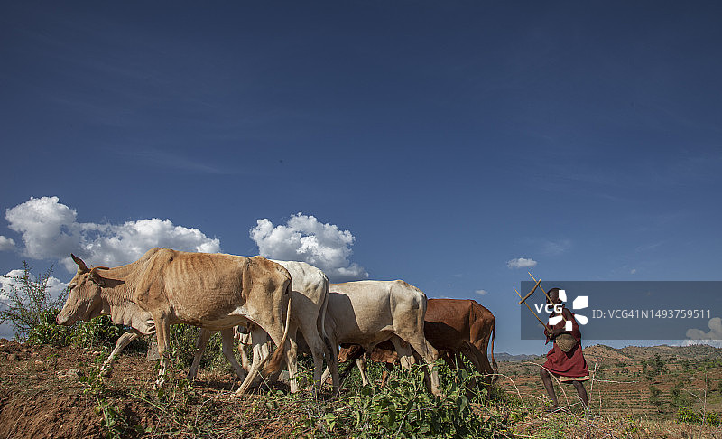 非洲牧羊人和牛图片素材