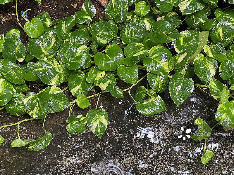 户外被雨水浸湿的金钱草图片素材