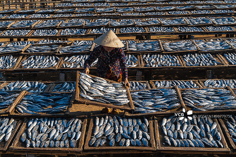 晾晒黄花鱼图片素材