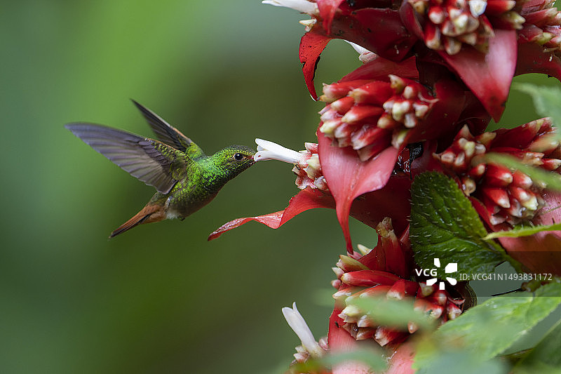 棕尾蜂鸟图片素材