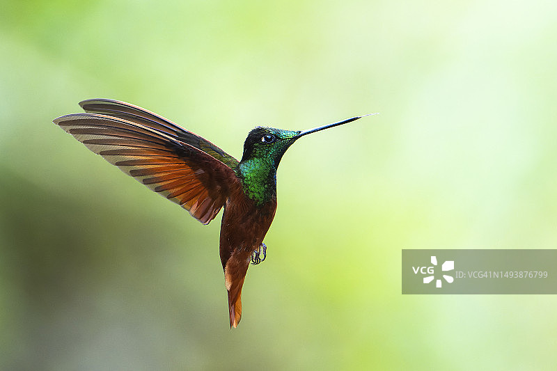 彩虹星额蜂鸟图片素材
