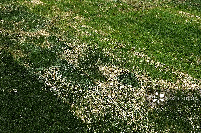 田野里生长的新草图片素材