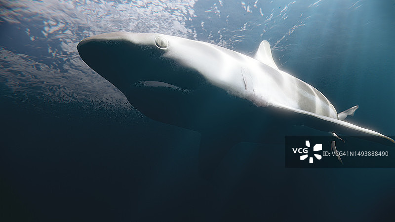 水下鲨鱼游泳特写图片素材