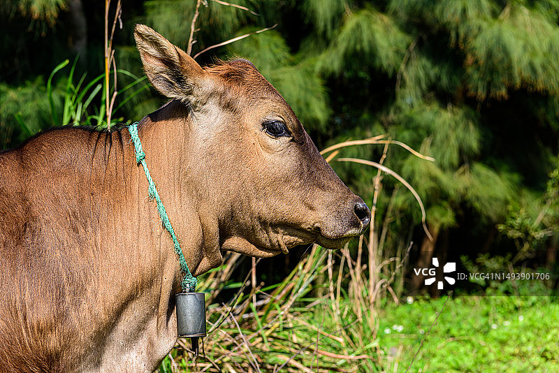 奶牛特写图片素材