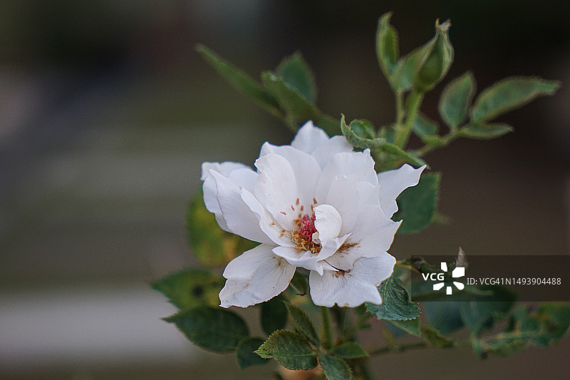 白色加百列玫瑰图片素材