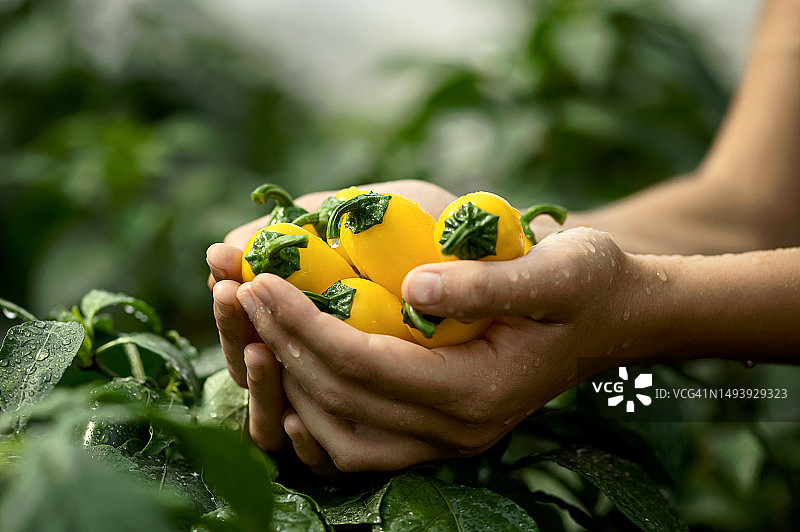 女人手中的黄色墨西哥辣椒，农场新鲜采摘的墨西哥辣椒，绿色辣椒丛背景，农业图片素材
