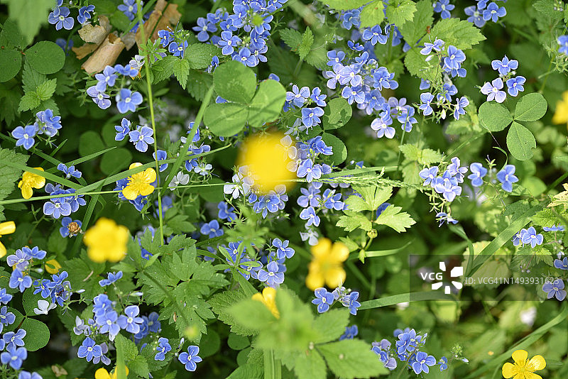 婆婆纳属植物图片素材