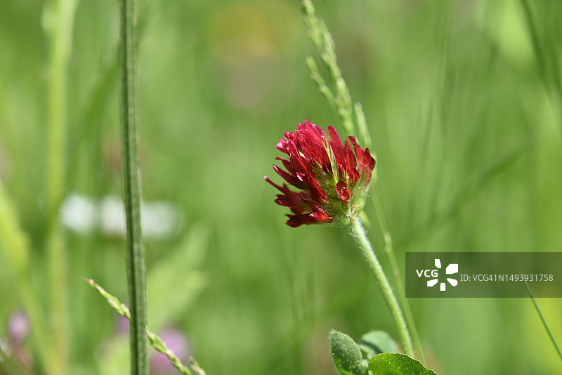 深红色三叶草图片素材