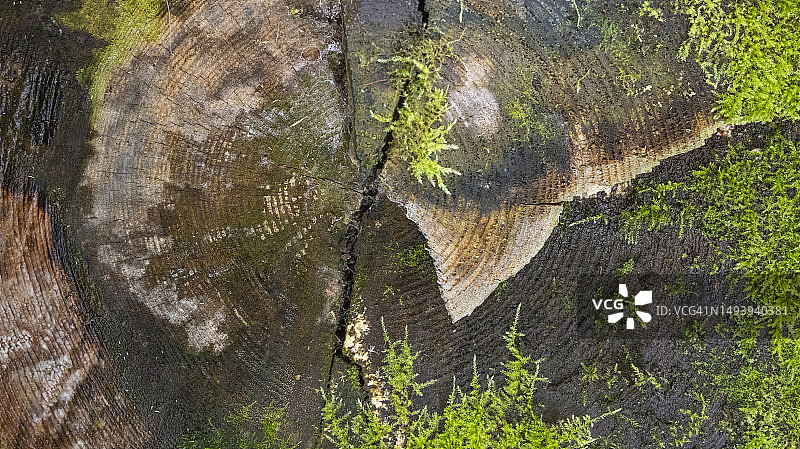 带有绿色苔藓的天然木纹纹理图片素材