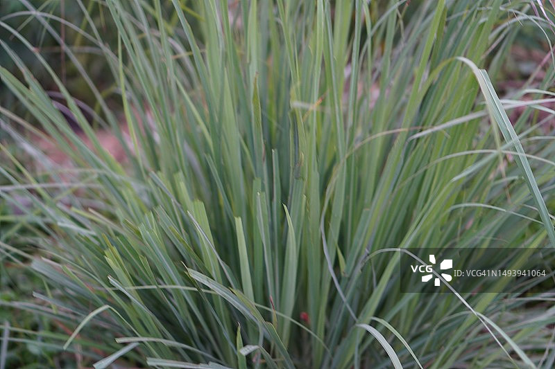 柠檬香茅图片素材
