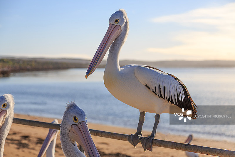 海滩上的鹈鹕，维纳斯湾，艾尔半岛，南澳大利亚图片素材
