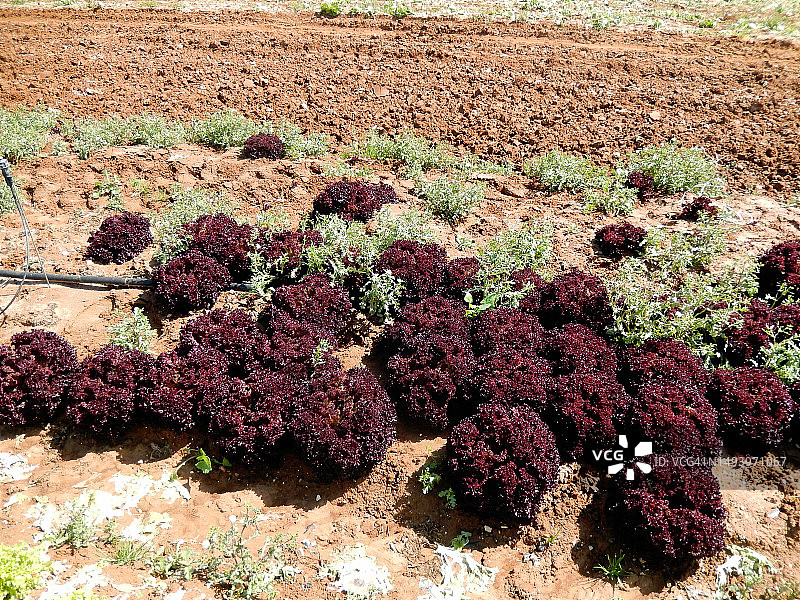 田野中生长的红色生菜图片素材