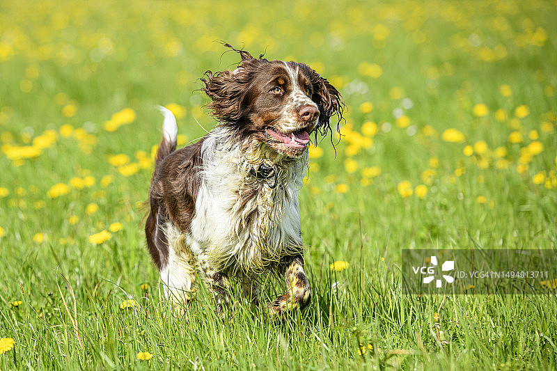在草地上奔跑的英国激肠猎犬图片素材