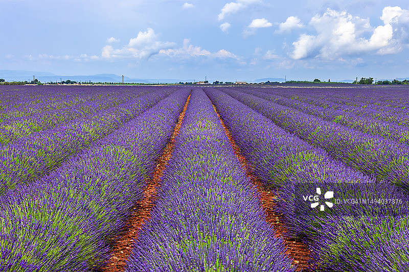法国瓦朗索勒的薰衣草田图片素材