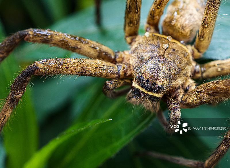 白额巨蟹蛛图片素材
