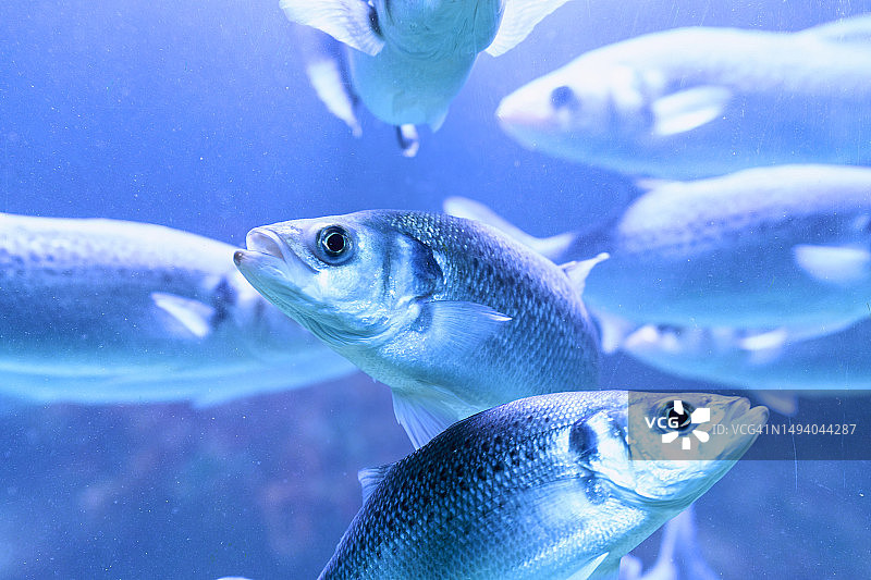 一群蓝鳃太阳鱼在水族馆或博物馆的水中游泳特写侧视图图片素材