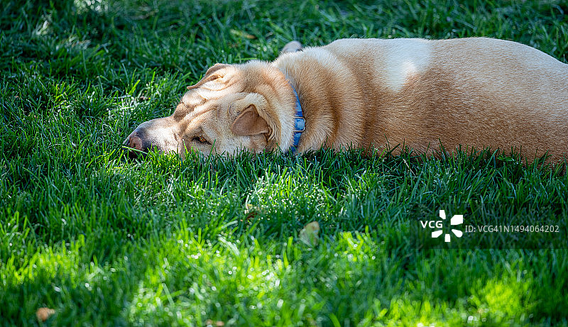 沙皮狗躺在草地上图片素材