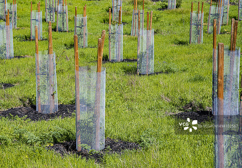 田野里新种植的树木图片素材