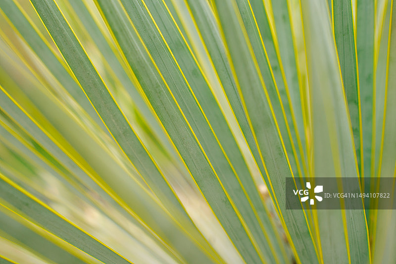 热带植物绿色背景，绿色和黄色叶子特写图片素材