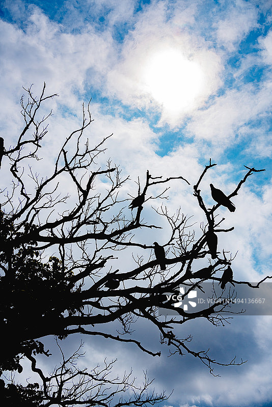 树枝与栖息鸽子的轮廓图片素材