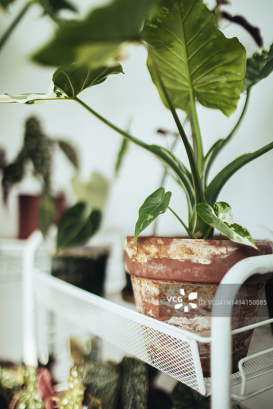 冲绳银芋图片素材