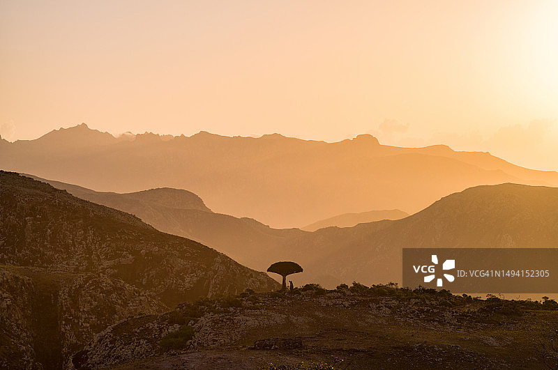 独立龙血树图片素材