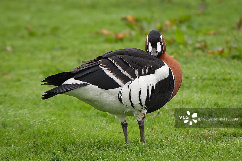 红胸黑雁图片素材