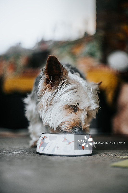 碗前的狗图片素材