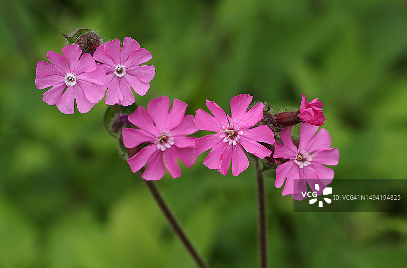 生长在草地上的开花的红石竹图片素材
