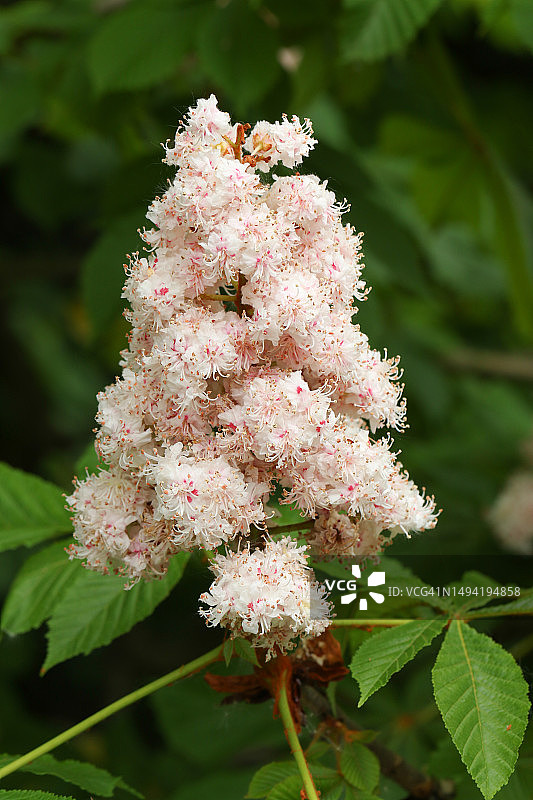 春天里新开的欧洲七叶树花图片素材