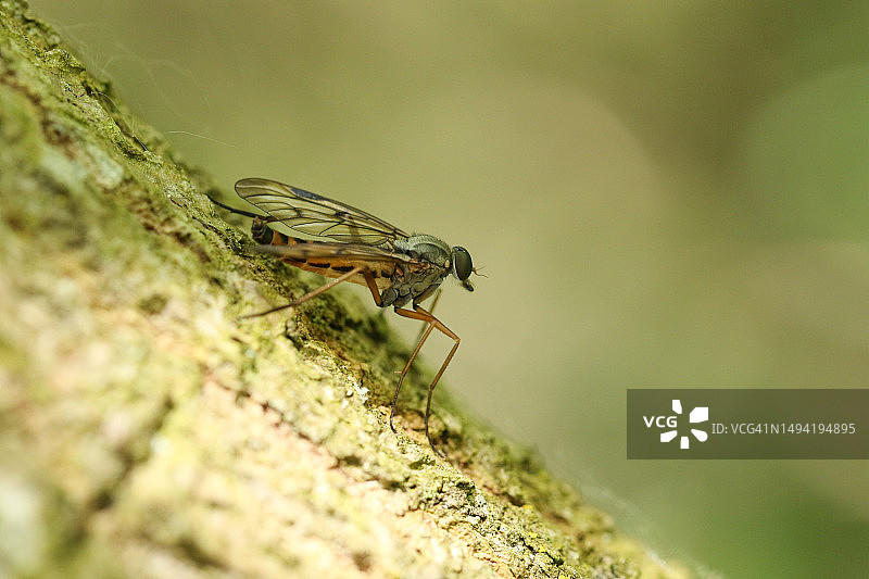 一种鹬虻，Rhagio scolopaceus，栖息在树木繁茂地区的树干上。图片素材