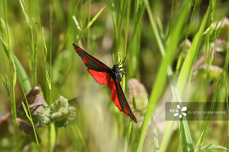 朱砂蛾栖息在草地草叶上图片素材