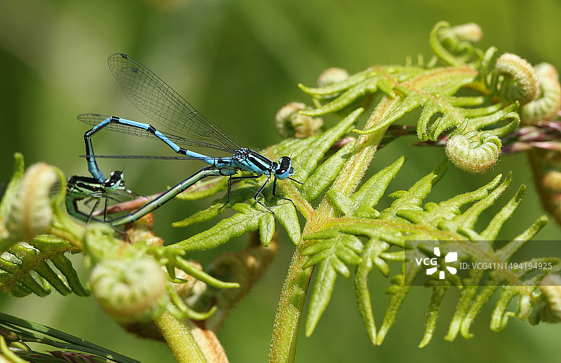 一对豆娘停在欧洲蕨上交配图片素材