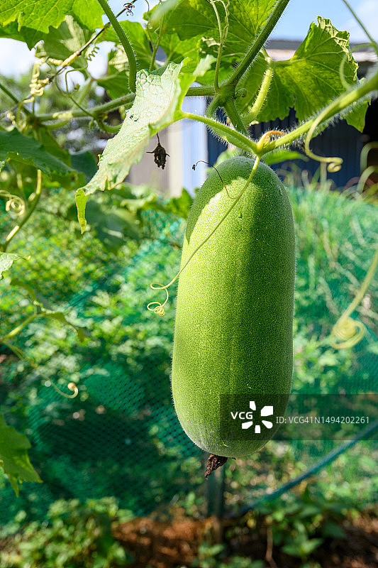 即将收获的葫芦图片素材