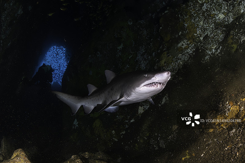 护士鲨，位于澳大利亚新南威尔士州鱼岩洞内图片素材
