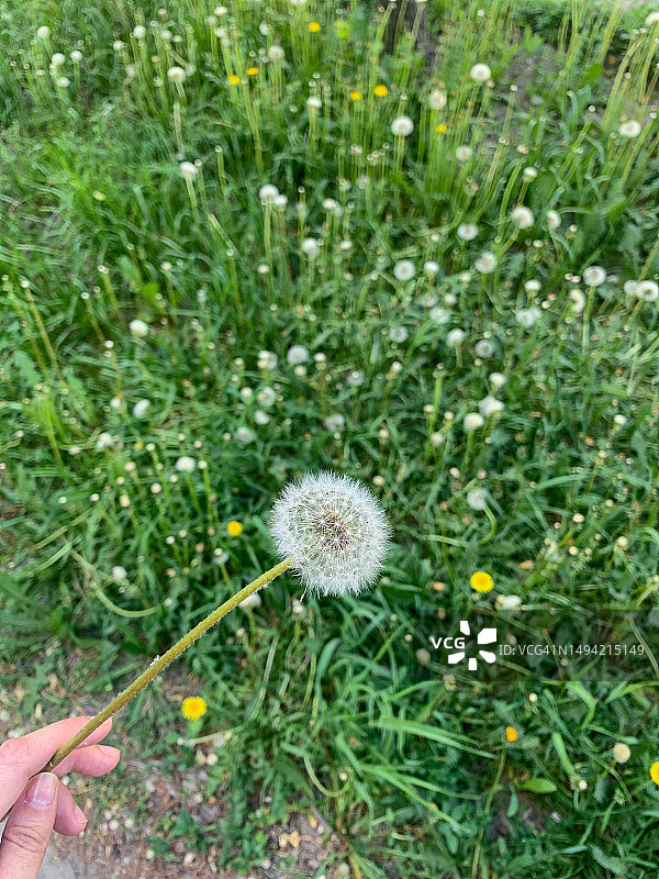 手中的蓬松蒲公英特写，以绿色植物为背景图片素材