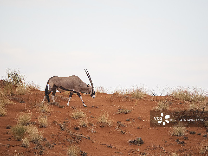 红沙丘中的 Gemsbok（长角羚羊）图片素材
