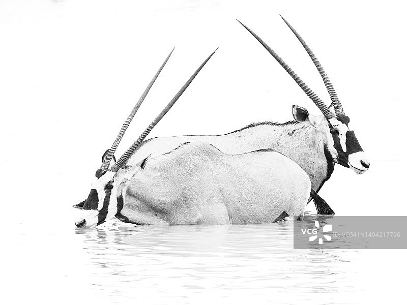 Gemsbok（Oryx gazella）在埃托沙国家公园图片素材