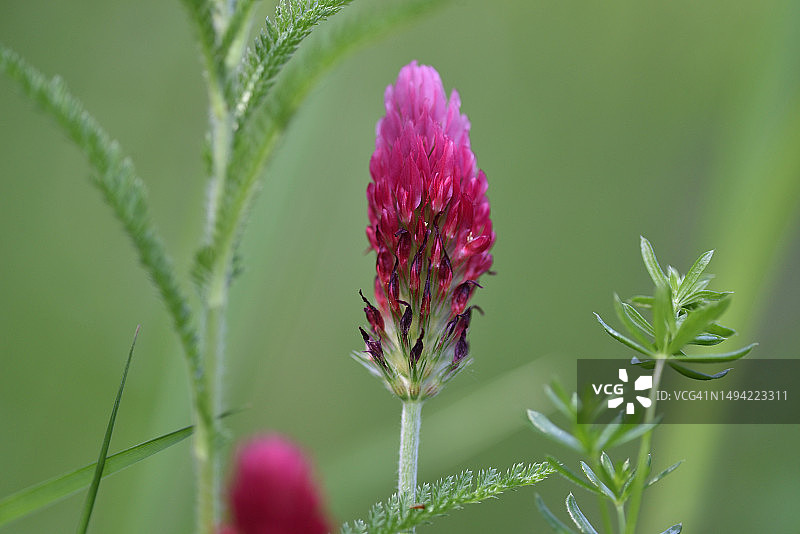 盛开的红色三叶草图片素材