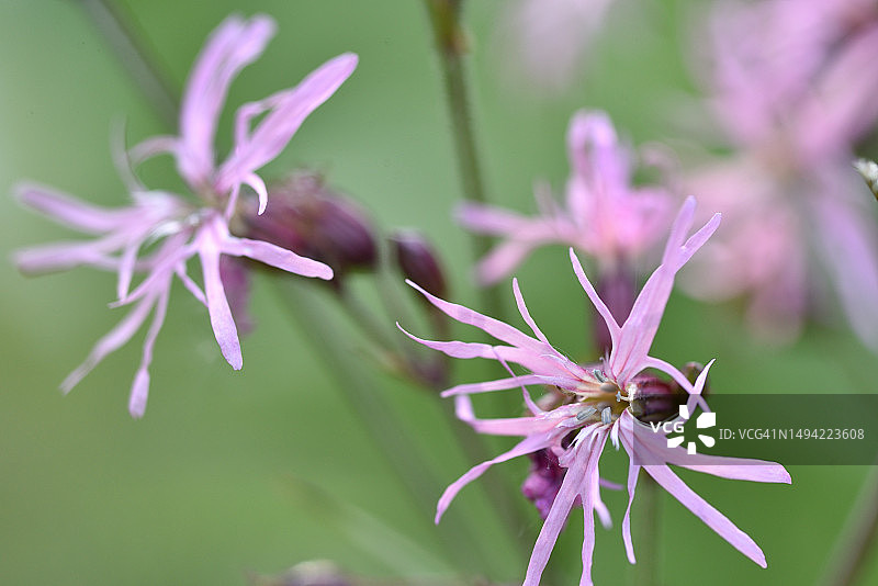 剪秋罗图片素材