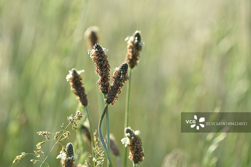 车前草图片素材