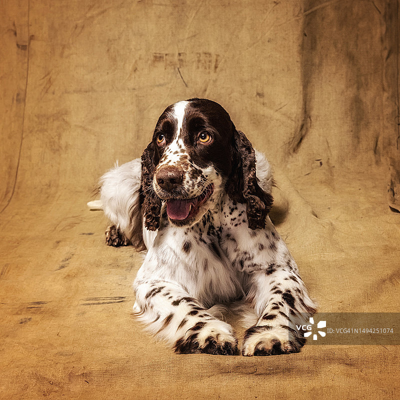 英国史宾格犬图片素材