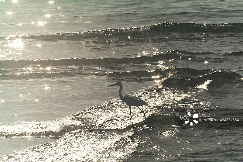 地中海雪鹭图片素材
