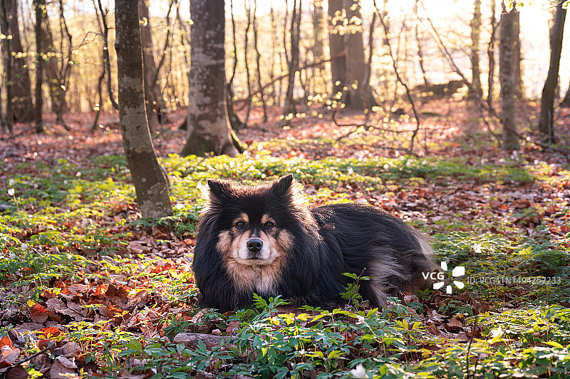 满是银莲花的森林地面图片素材